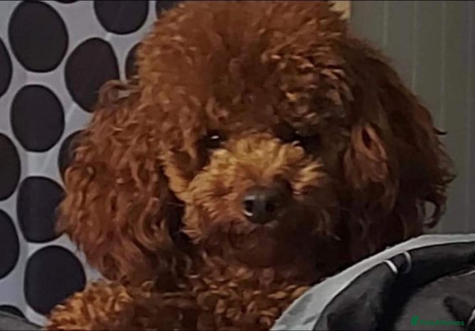 Toy Poodle dogs for stud in Leyland - Advert 1