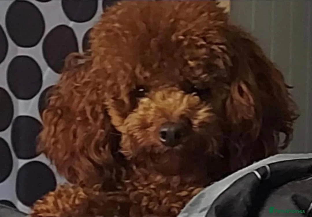 Toy Poodle dogs for stud: *KC Reg'd Toy Poodle Stud Dog*DNA Tested Clear* in Leyland - Advert 1