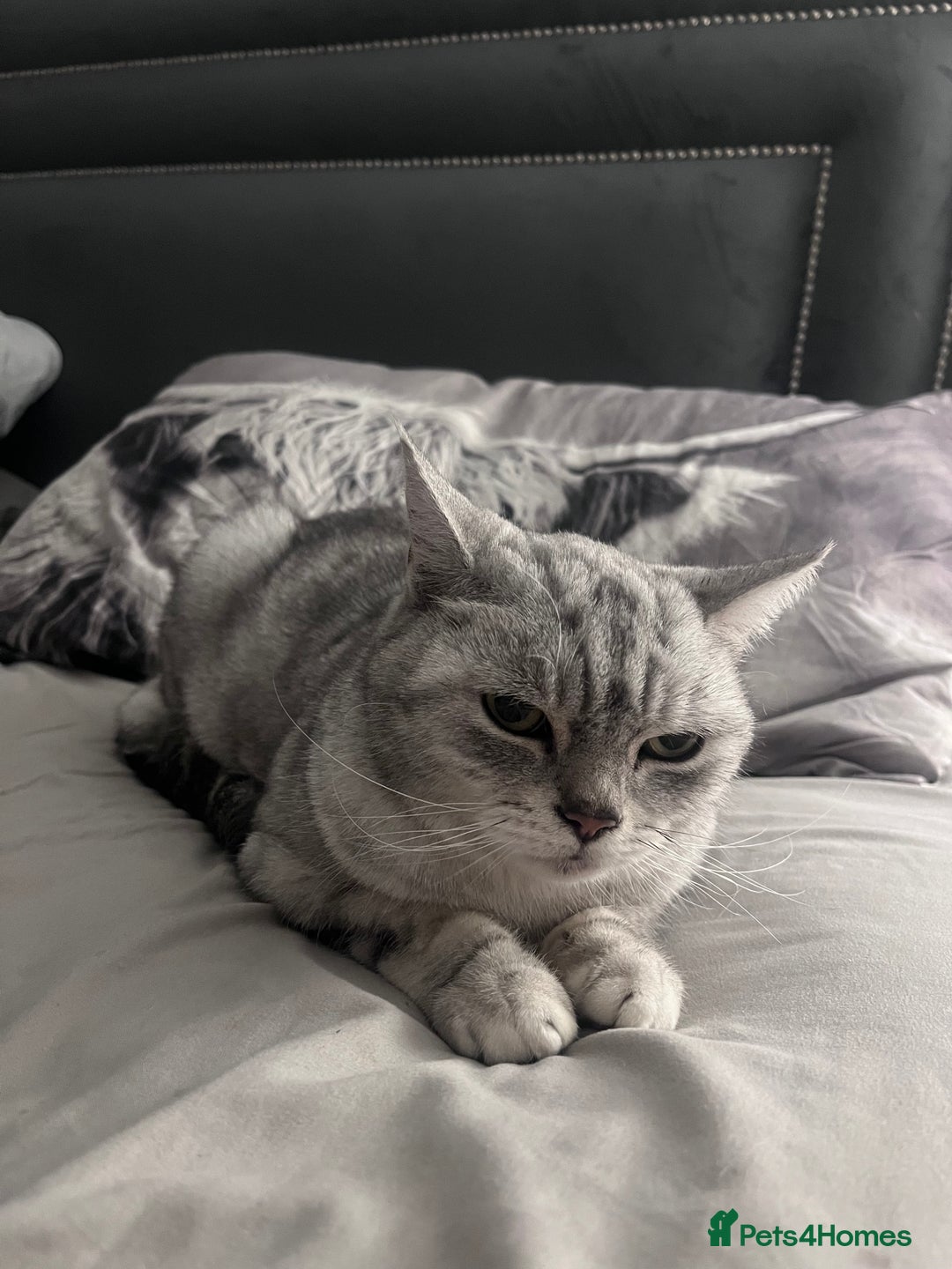 Exotic cats for sale: 6yr old Smokey  - Advert 3