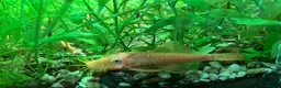 Plecos fish for sale: L144 Blue Eyed Bristlenose Pleco size 3 cm - Advert 29