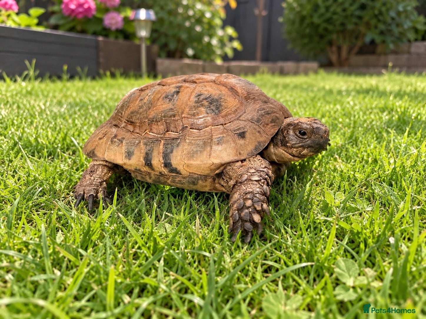 Tortoise reptiles Extremely rare golden Greek tortoise  - Advert 2