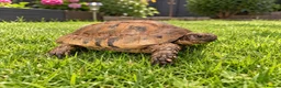 Tortoise reptiles for sale: Extremely rare golden Greek tortoise  - Advert 1
