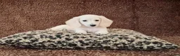 Miniature Dachshund dogs for sale: Rare Cream Longcoat Miniature Dachshund Puppies  - Advert 7