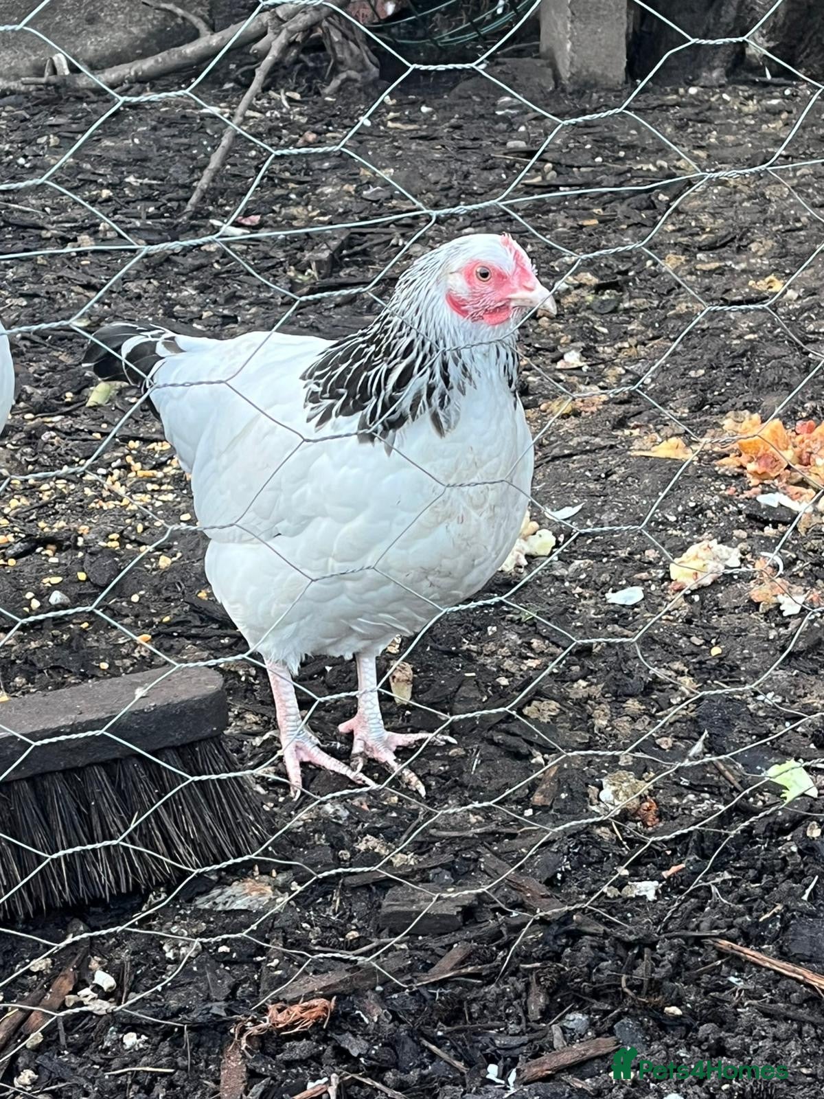 Chickens poultry Mix of bantams  - Advert 1
