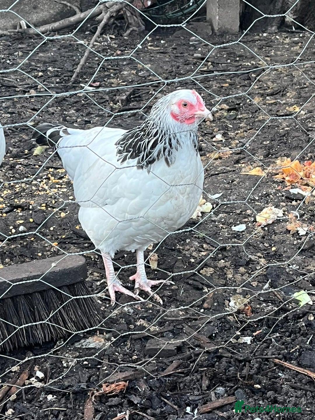 Chickens poultry for sale: Mix of bantams  - Advert 1