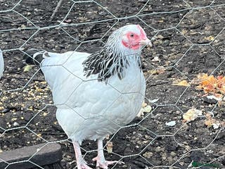 Chickens poultry Mix of bantams - Advert 1