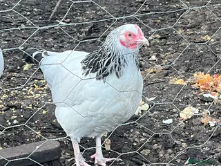 Chickens poultry Mix of bantams - Advert 15