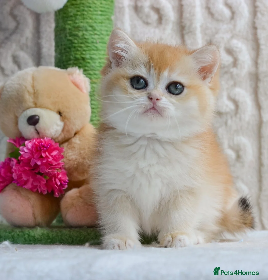 British Shorthair cats for stud: Pedigree Golden BSHstud, Emerald eyes, Active rg - Advert 18