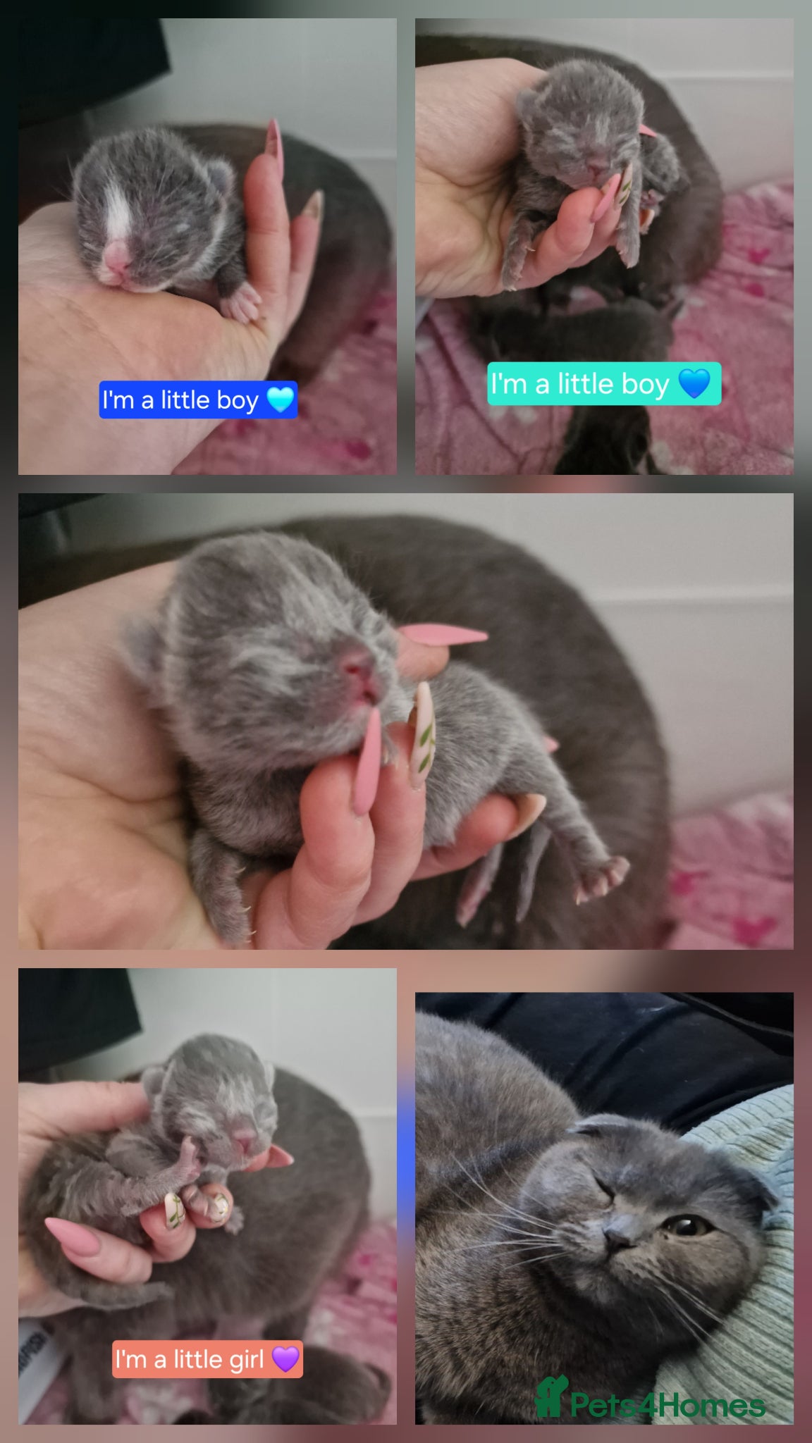 Scottish Fold cats Scottish fold cross kittens - Advert 4