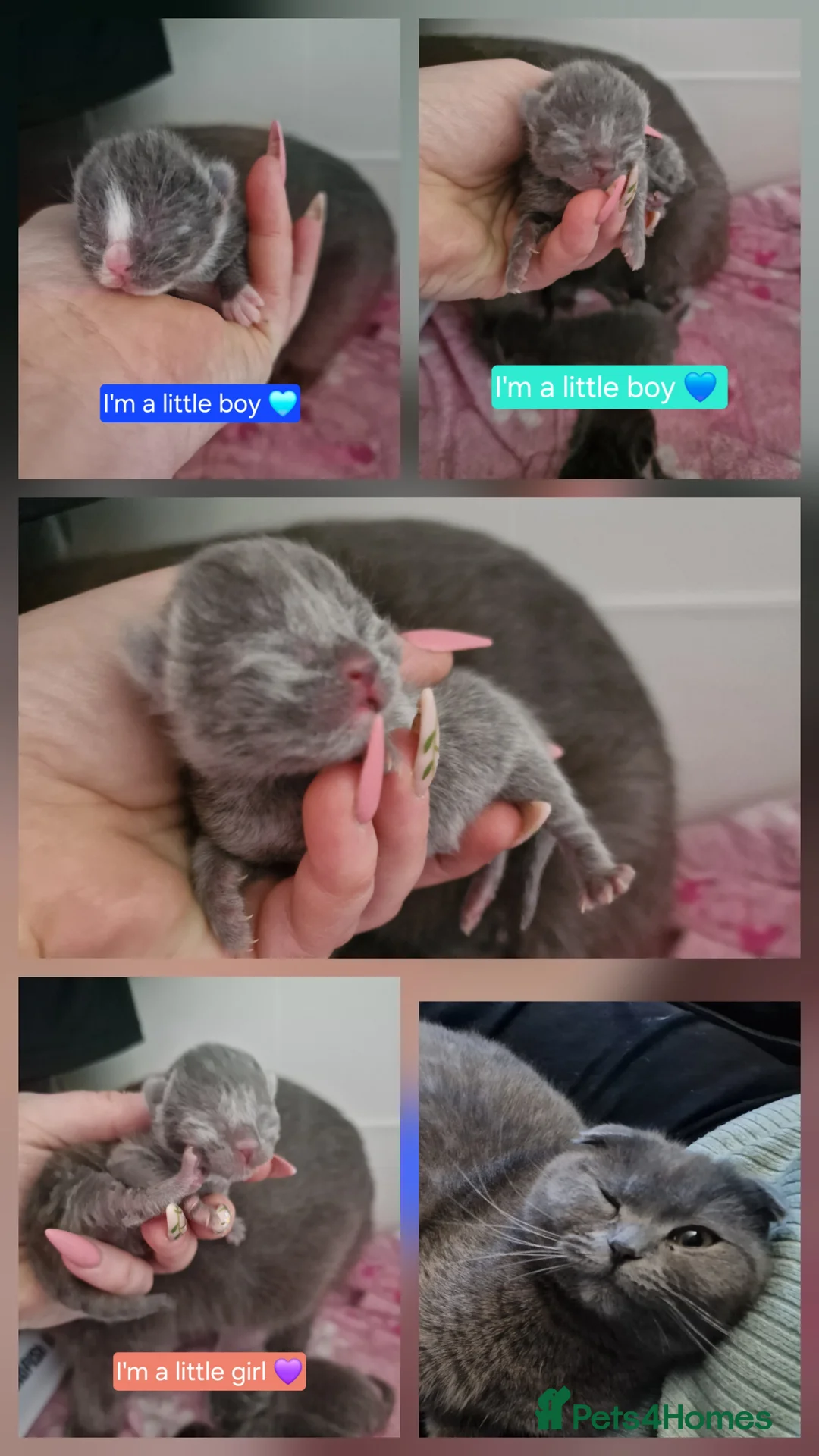 Scottish Fold cats for sale: Scottish fold cross kittens - Advert 1