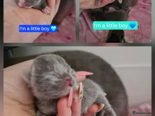 Scottish Fold cats Scottish fold cross kittens - Advert 3