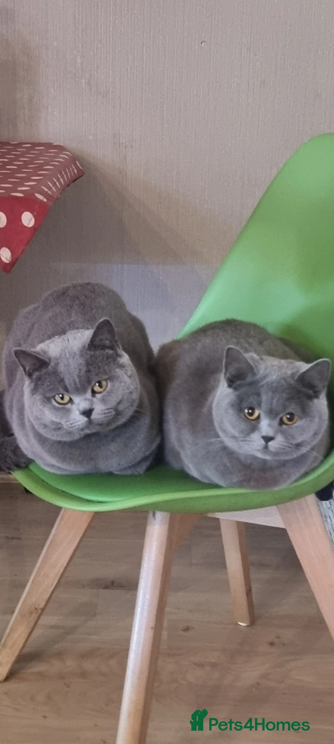British Shorthair cats for sale: British shorthair kittens for sale in Camberley - Advert 2