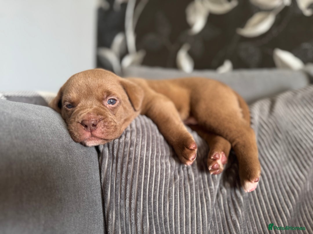 Brown Lab American Bulldog American Bulldogs X Labrador For Sale