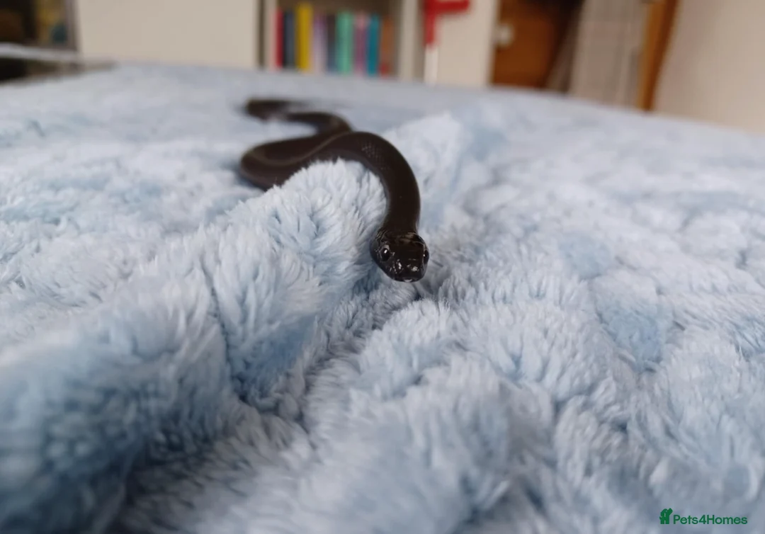 King Snake reptiles for sale: Mexican Black King Snake With Full Setup - Advert 2