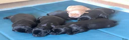 Labrador Retriever dogs for sale: KC Registered beautiful working labrador puppies in Oldham - Advert 8