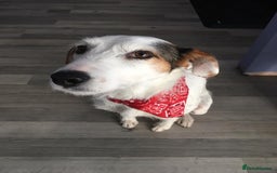 Mixed Breed dogs for adoption: Callie Looking For Her Forever Home - Image 2