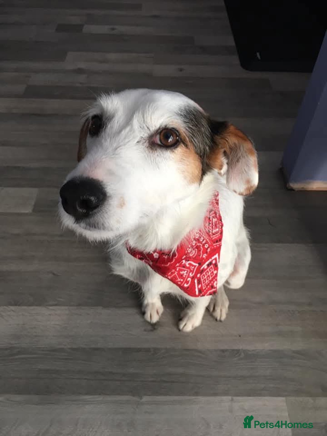 Mixed Breed dogs for adoption: Callie Looking For Her Forever Home - Image 2