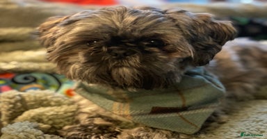 Shihpoo dogs Fluffy ShihPoo puppies - Advert 2