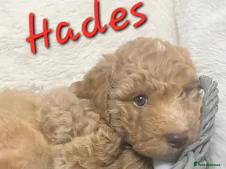 Cockapoo dogs Beautiful Home-Raised F1b toy Cockapoo Puppies - Advert 17