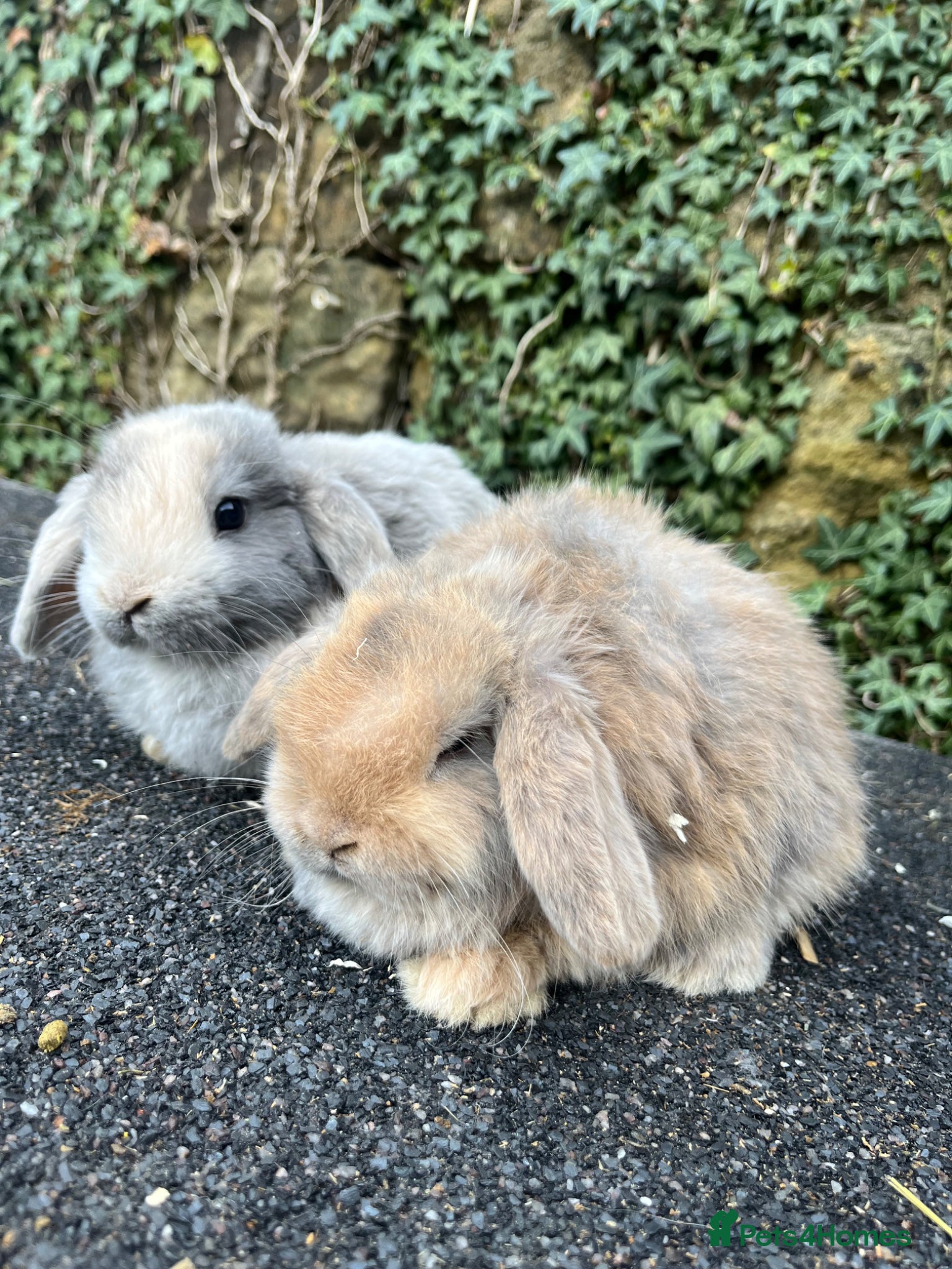 Mini Lop rabbits Gorgeous mini lops - Advert 13