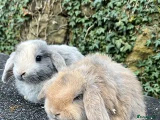 Mini Lop rabbits Gorgeous mini lops - Advert 13