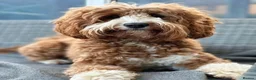 Australian Labradoodle dogs for sale: ⭐WALA Australian Labradoodles 2 pupps remaining ⭐ - Advert 6