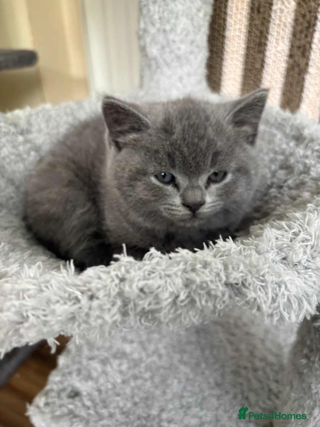 British Shorthair cats for sale: 4 stunning british shorthair x ragdoll kittens in Manchester - Advert 2