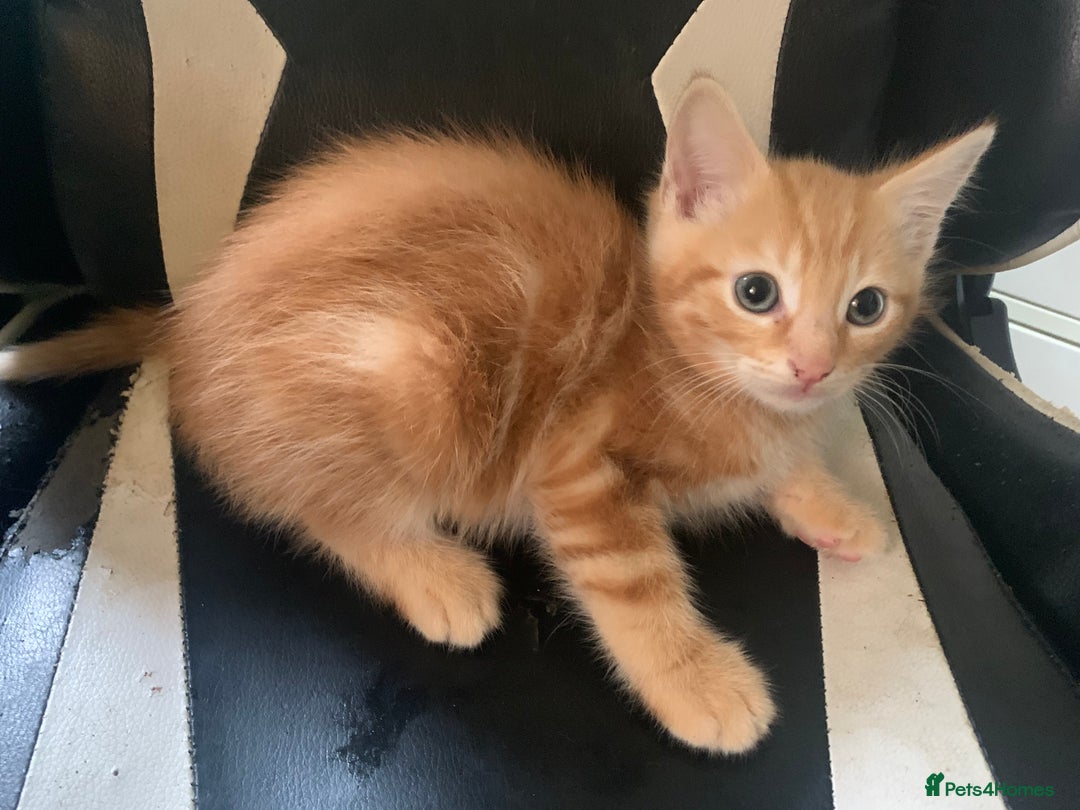 Mixed Breed cats for sale: Five Gorgeous Kittens available now ! - Image 12