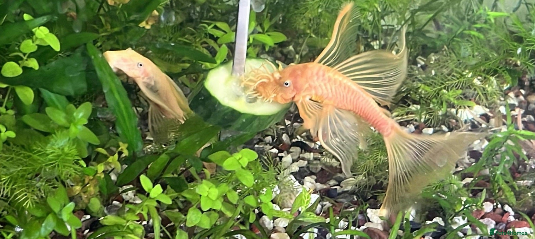 Catfish fish Various species of Ancistrus.Juveniles and adults. - Advert 1