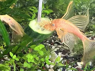 Catfish fish Various species of Ancistrus.Juveniles and adults. - Advert 1