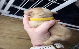 Cockapoo dogs for sale: 🐾 F1bb Red Cockapoo Puppies 🐾 - Advert 9