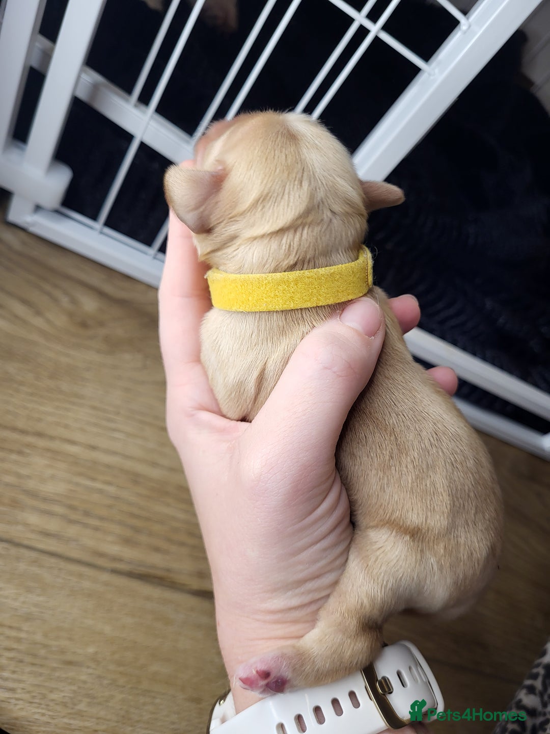 Cockapoo dogs for sale: 🐾 F1bb Red Cockapoo Puppies 🐾 - Advert 9