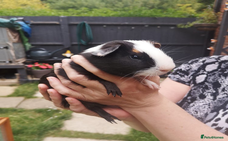 Guinea Pig rodents - Advert 12
