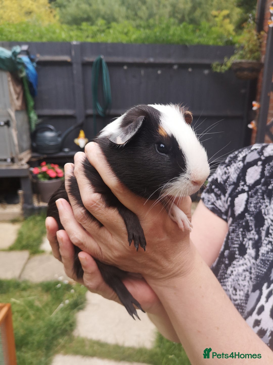 Guinea Pig rodents for sale: Male guniea pigs  - Image 1