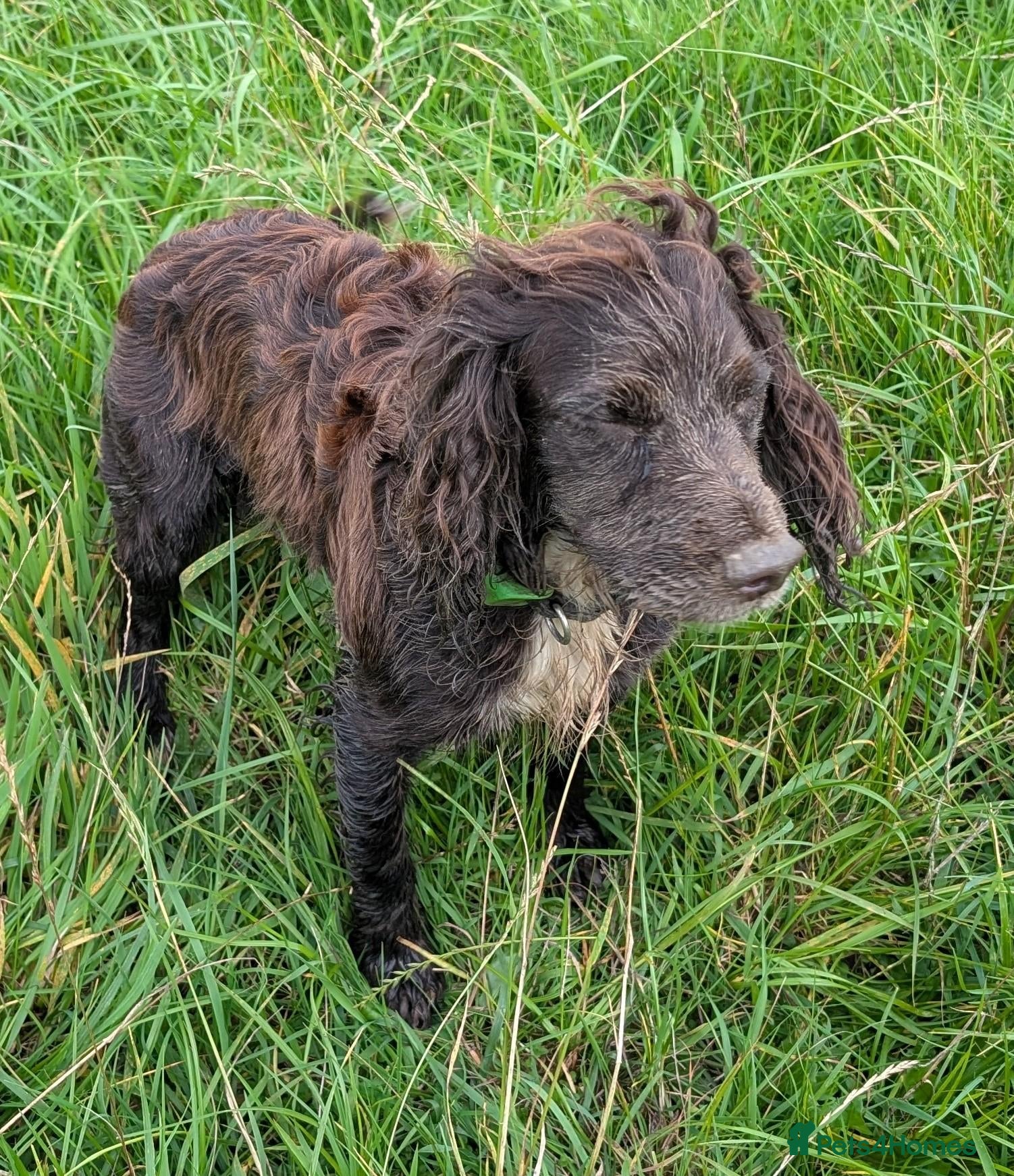Mixed Breed dogs Golden spaniel  - Advert 1