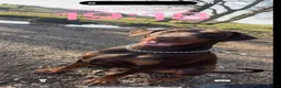 Dobermann dogs for stud: Champion bloodline Doberman for stud  - Advert 3