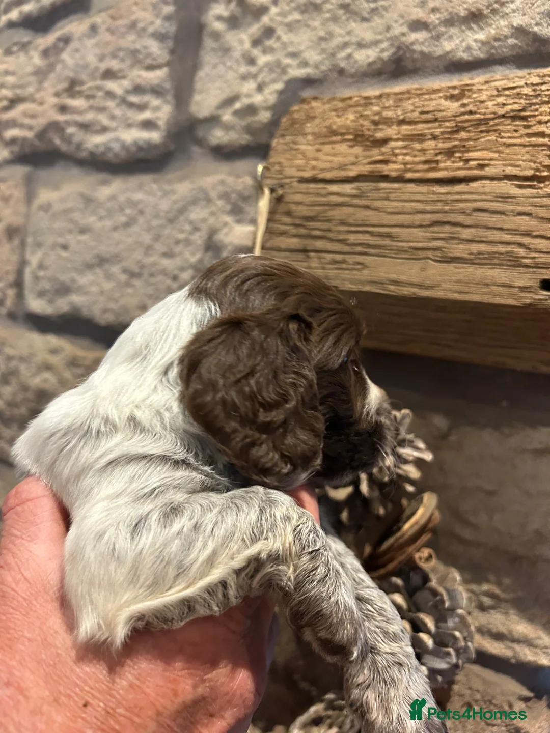 Cocker Spaniel dogs for sale: Beautiful cocker spaniel puppies - Advert 7