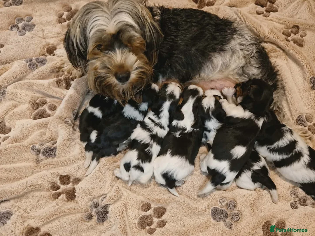Biewer Terrier dogs for sale: Yorkshire Biewer Terrier Puppies - Advert 2