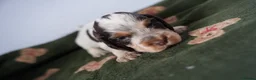 Cocker Spaniel dogs for sale: Exceptionally well health tested Kc show cockers - Advert 19