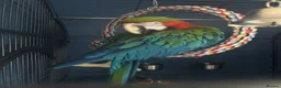 Macaws birds for sale: Joshi Harlequin Macaw - Advert 5