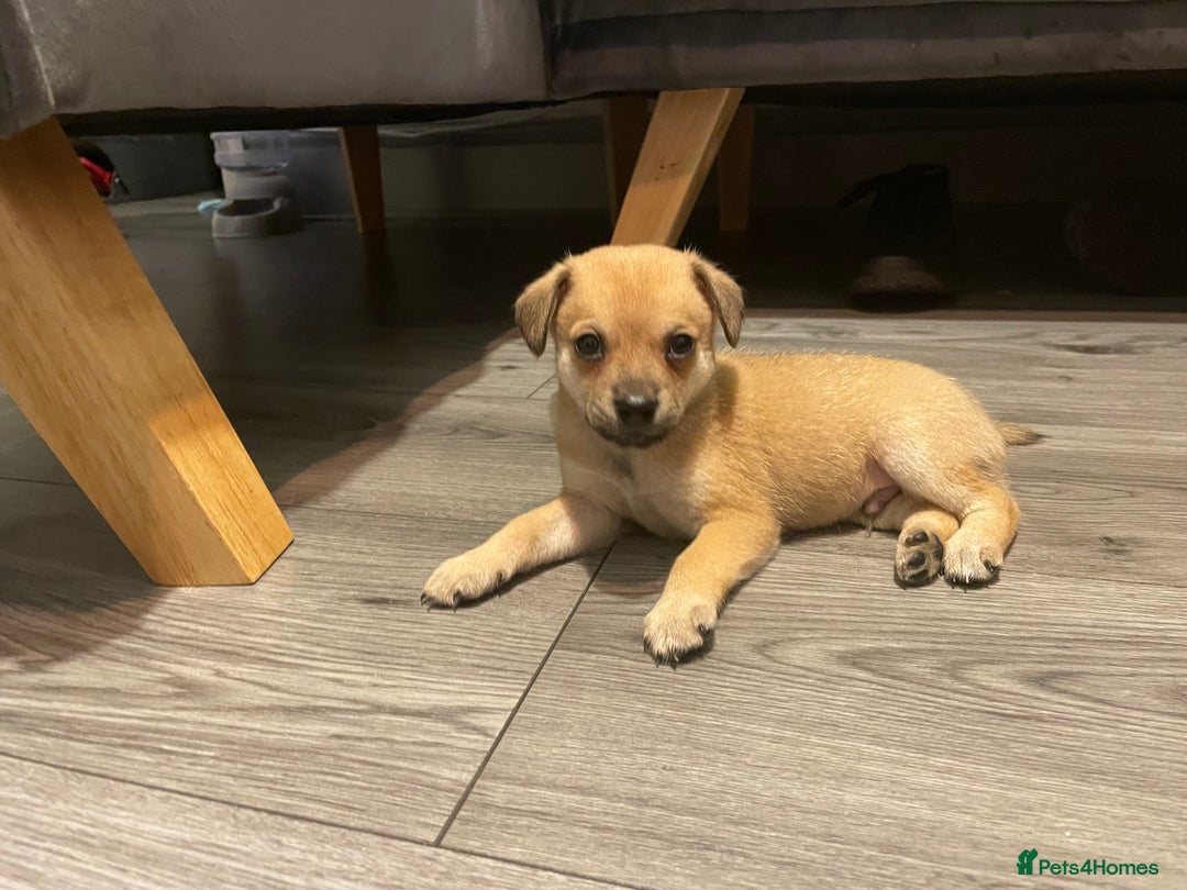 Miniature Pinscher dogs for sale: Miniature pinscher puppys - Advert 18