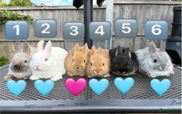 Netherland Dwarf rabbits for sale: * READY NOW! * 🐰 Netherland Dwarf Bunnies  - Image 1