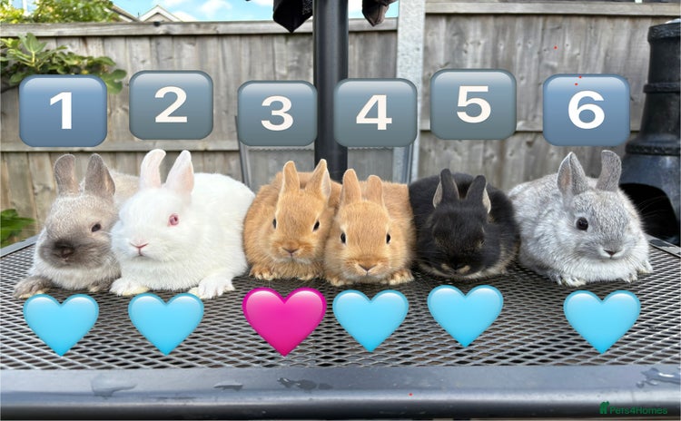 Netherland Dwarf rabbits - Advert 2