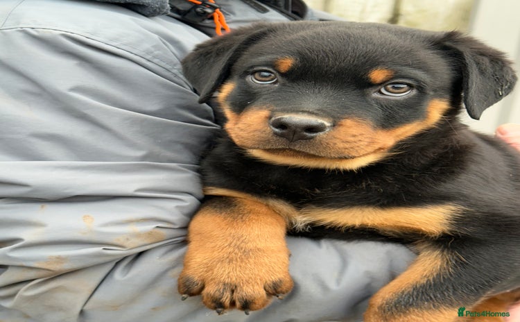 Rottweiler dogs - Advert 7