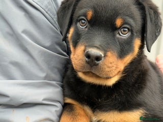 Rottweiler dogs - Advert 8