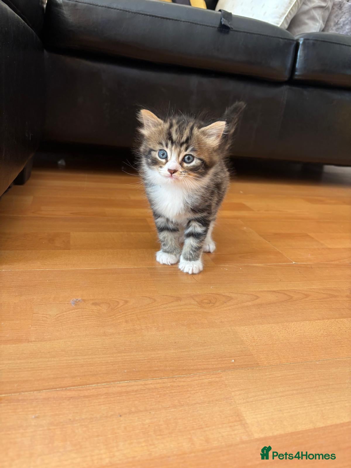 British Longhair cats for sale: 🐾 Stunning British Longhair Kittens for Sale 🐾 in Wembley - Advert 3