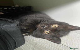 British Shorthair cats for sale: (💙LAST WHITE KITTEN🤍) Stunning Pure BSH kittens  - Advert 11