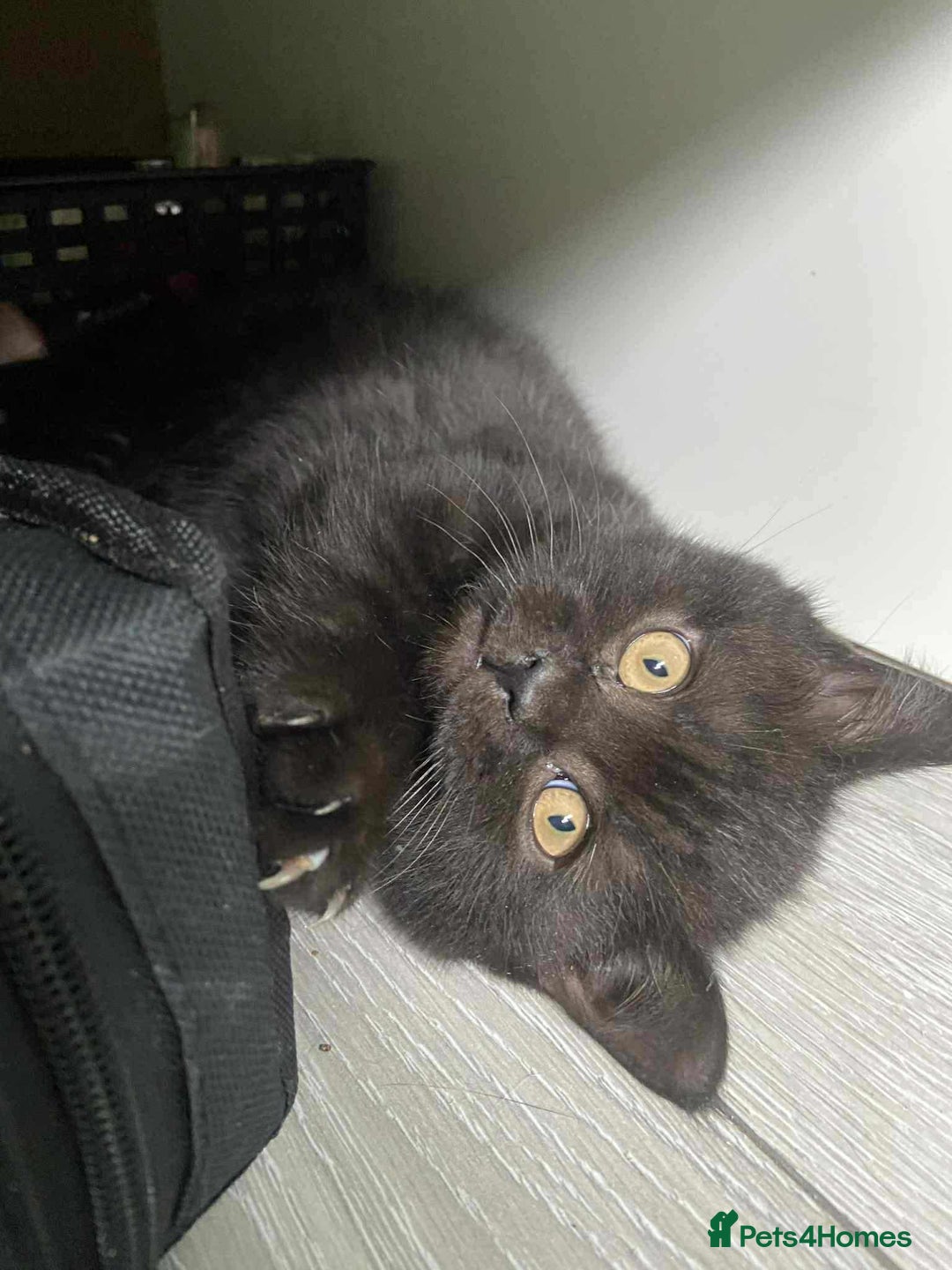 British Shorthair cats for sale: (💙LAST WHITE KITTEN🤍) Stunning Pure BSH kittens  - Advert 11