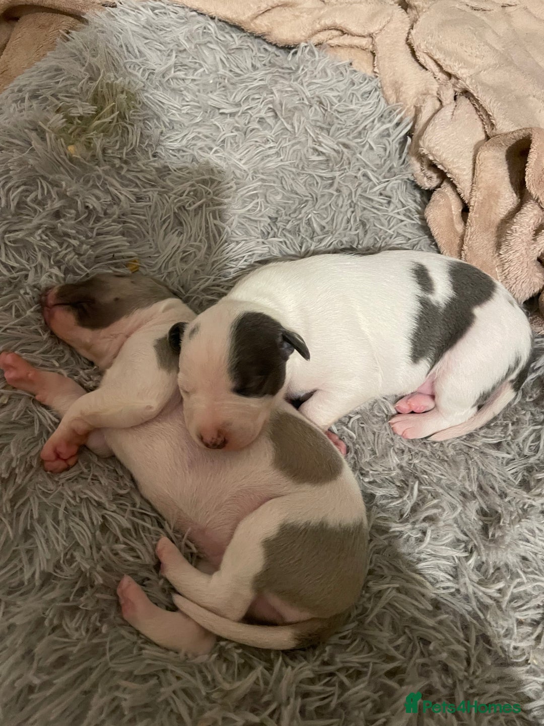 Whippet dogs for sale: Top quality whippet girl pups  - Advert 13