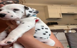Dalmatian dogs for sale: 6 Beautiful Chunky Dalmatians born 27/5/25 in Stafford - Image 1